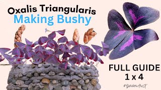 Ultimate oxalis triangularis experiment to make them bushy  butterfly plant hacks GardenArcX EP91 [upl. by Camilla697]