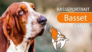 ► Basset Hound 2019 Rasse Aussehen amp Charakter [upl. by Archle]