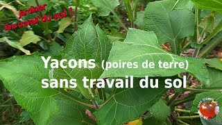 Yacon poire de terre sans travail du sol [upl. by Leiahtan632]