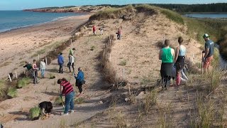 Sand dune restoration in PEI National Park [upl. by Donohue]