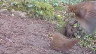 Male Badger mating call Churring Frisky Thrushes amp Pine Marten See descrip for link to mating [upl. by Yrollam524]