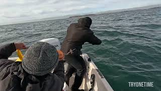 Underwater footage of crabbing in Bodega Bay [upl. by Heiney]