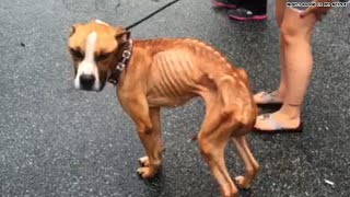 Watch this emaciated boxers journey to recovery [upl. by Pages]