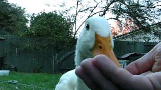 Knee Cam sports My ducks compete for mealworms [upl. by Ramona15]