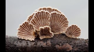 Schizophyllum commune [upl. by Farrel205]