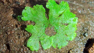 The other bryophytes Liverworts and hornworts [upl. by Whitaker]