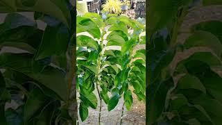 🥑 Tips for successfully planting and growing Grafted Avocado Giant Cardinal  See Comment [upl. by Amitarp312]