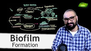 Stages of Biofilm Formation  Microbiology Lectures  Bacterial Biofilms  Basic Science Series [upl. by Aufa995]