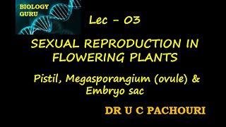 L03Pistil  Megasporangium Embryo sac Class 12Target NEET 2022 biologygurudrucpachouri [upl. by Shaughnessy345]