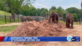 Elephants turning two at Rosamond Gifford Zoo [upl. by Ttoile]