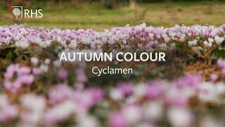 How to grow Cyclamen for autumn colour  Autumn Colour  Royal Horticultural Society [upl. by Yrakcaz39]