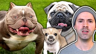 Deformed Dog Breeds That Should Go Extinct [upl. by Eamanna]