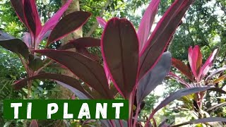 Ti Plant Cordyline  How to propagate  Plant Care amp Tips [upl. by Vorster]