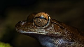 Life cycle of frog 🧬 unreal Life of frog complete Life cycle of frog  frog breeding process [upl. by Seidel]