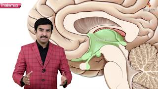 Gross anatomy of Thalamus  Part 1   Introduction and Relations  Animated Neuroanatomy [upl. by Constance]