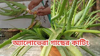 অ্যালোভেরা গাছের কাটিংঅ্যালোভেরা গাছের যত্নঅ্যালোভেরাগাছ লাগানোর নিয়মaloevera plant care tips [upl. by Ednihek8]