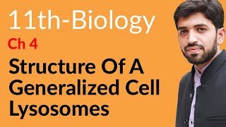 FSc Biology Book 1 Ch 4  Structure of a Generalized Cell Lysosomes  11th Class Biology [upl. by Annawot]