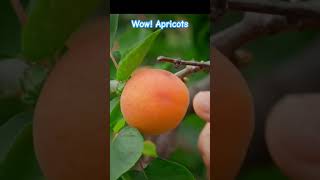 Apricots fruit apricots farming viralvideo trending foryou foryoupage viralshorts reel [upl. by Yerkovich]