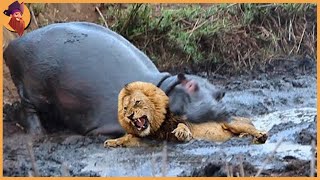 12 Times Hippos Attacked Their Enemies [upl. by Yanahc]