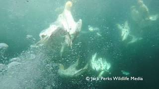 Northern Gannets Shetland Underwater [upl. by Nnaylrebmik]