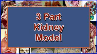 3 Part Kidney Model Part 1 – The Kidney [upl. by Arammat]