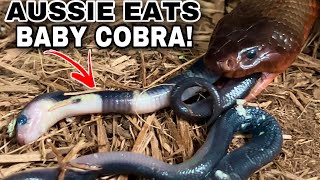 RARE Venomous Snake EATS Baby Cobras [upl. by Anelav]