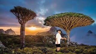 Socotra island  exotic plant animals [upl. by Ical542]