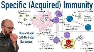 Specific Adaptive Immunity  Humoral and CellMediated Responses [upl. by Htaras]