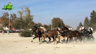 Laupheim Kaltblutmarkt 2018 mit Schauprogramm Prämierungen und Verkauf [upl. by Fasta727]