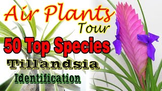 50 TOP AIR PLANTTILLANDSIA SPECIES NAME IDENTIFICATION [upl. by Ativel]