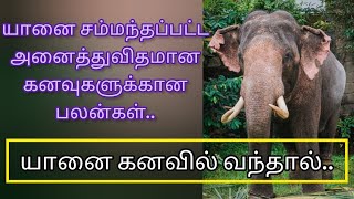 யானை கனவில் வந்தால் என்ன பலன்  elephant dream meaning in tamil  yanai kanavil vanthal enna palan [upl. by Werby102]