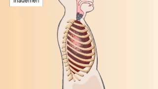 Biologie voor Jou  Buikademhaling [upl. by Sitruk]