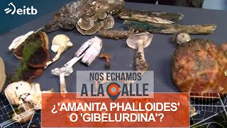 ¿Amanita Phalloides o Gibelurdina ¿Cómo diferenciar las setas comestibles de las tóxicas [upl. by Megen]