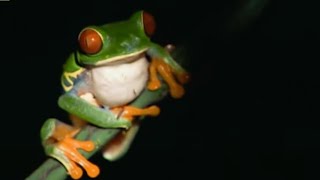 Rare Frogs amp Endangered Species  Planet Earth  BBC Studios [upl. by Denise466]