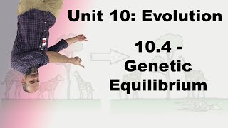 Honors Biology Unit 10  104  Genetic Equilibrium [upl. by Komsa]