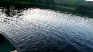 NH wild brook trout pond hexagenia mayfly hatch [upl. by Ursal656]