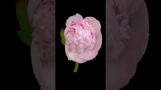 Watch the Magic Unfold TimeLapse of Peony Flower Blooming in Stunning Detail [upl. by Brott379]