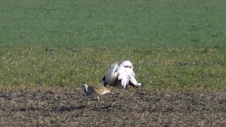 Balz der Großtrappen  Courtship display of Great Bustard [upl. by Herrle760]