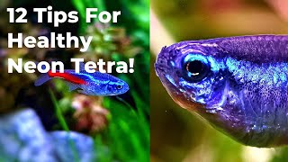 Neon Tetra Care 12 Tips You Need To Know [upl. by Thomasa]