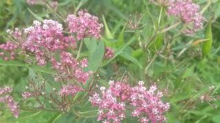 Swamp Milkweed Rocks [upl. by Akim]