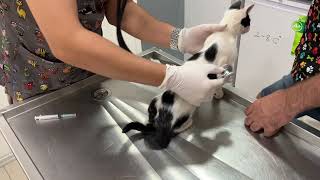 Street Kitten Sisters  Inek amp Tatlim Get Their Combination Vaccine [upl. by Towroy]