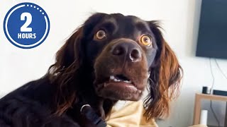 CLASSIC Dog Videos 🐶 🤣  2 HOURS of FUNNY Clips [upl. by Aneel]