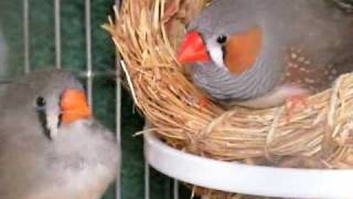 Singing ZebraFinch [upl. by Gilles989]