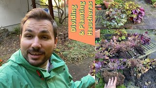 Dividing and Planting Heucheras Coral Bells [upl. by Anuahsed451]