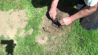 How to trap moles using a victor clamp trap [upl. by Camile]