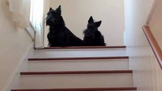 Scotties Show off Stair Techniques [upl. by Aiceila690]