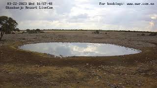 Okaukuejo Resort Wildlife Waterhole Live camera stream in the Etosha National Park in Namibia [upl. by Denby]