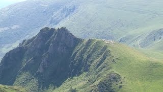 Vaches et brebis pyrénéennes  le bonheur est dans les pâturages [upl. by Swithbert570]