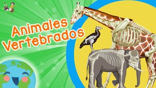 Animales Vertebrados para Niños Video Educativo para Niños [upl. by Di]