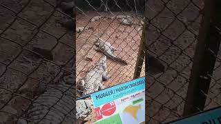 Marsh crocodile  Crocodile in India  Park status trending shortsvideo youtubeshorts viral [upl. by Ruprecht]